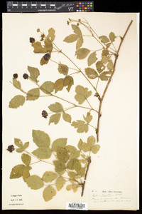 Rubus flagellaris image