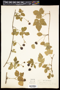 Rubus flagellaris image