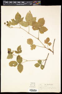 Rubus flagellaris image