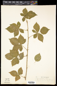 Rubus flagellaris image