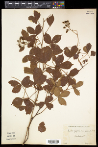 Rubus flagellaris image