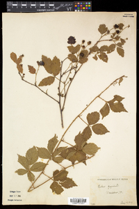 Rubus flagellaris image