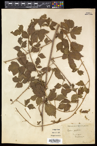 Rubus flagellaris image