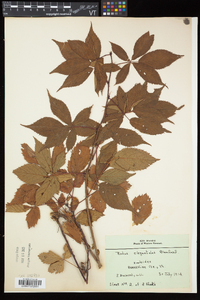 Rubus elegantulus image