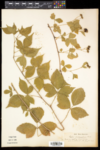 Rubus flagellaris image