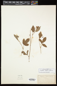 Rubus enslenii image