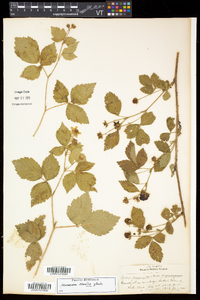 Rubus flagellaris image