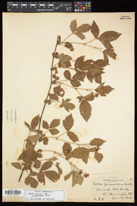 Rubus enslenii image