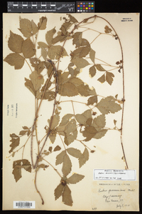 Rubus enslenii image