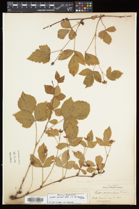 Rubus enslenii image