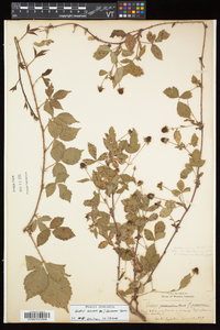 Rubus enslenii image