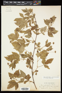 Rubus enslenii image