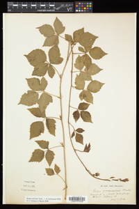 Rubus enslenii image