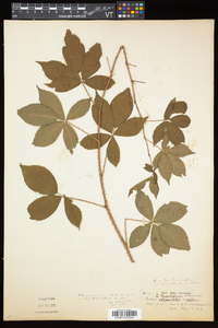 Rubus elegantulus image