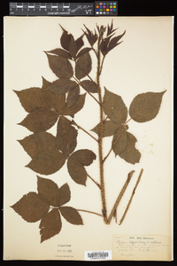 Rubus elegantulus image