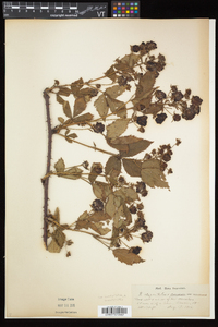 Rubus elegantulus image