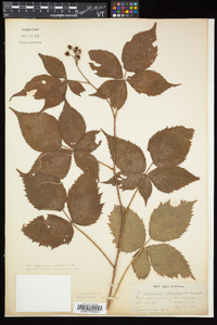 Rubus elegantulus image