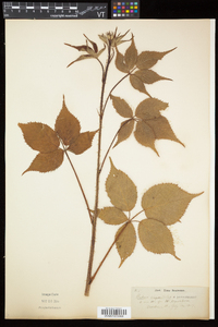 Rubus elegantulus image