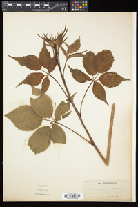 Rubus elegantulus image