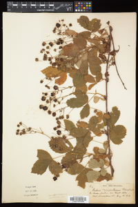 Rubus elegantulus image