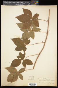 Rubus elegantulus image