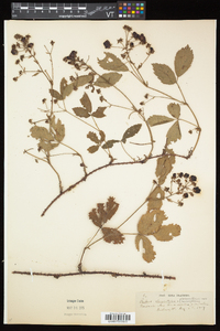 Rubus elegantulus image