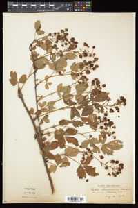 Rubus elegantulus image