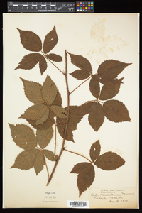 Rubus elegantulus image