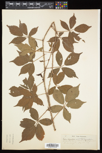 Rubus elegantulus image