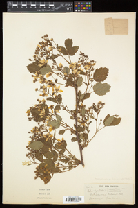 Rubus elegantulus image