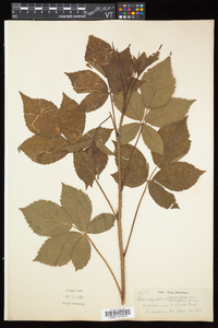 Rubus elegantulus image