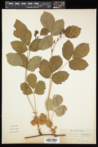 Rubus elegantulus image