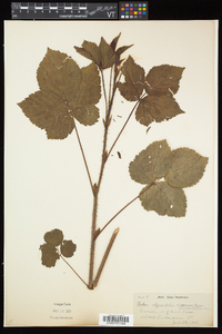 Rubus elegantulus image