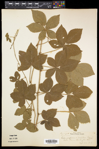 Rubus flagellaris image