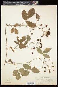 Rubus elegantulus image