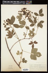 Rubus elegantulus image