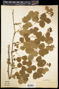 Rubus flagellaris image