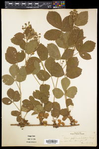 Rubus flagellaris image