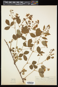 Rubus elegantulus image