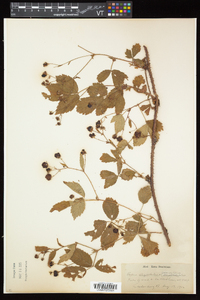 Rubus elegantulus image