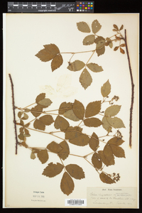 Rubus elegantulus image