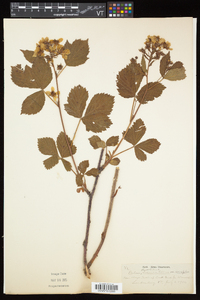 Rubus elegantulus image