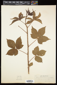 Rubus elegantulus image