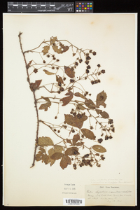 Rubus elegantulus image