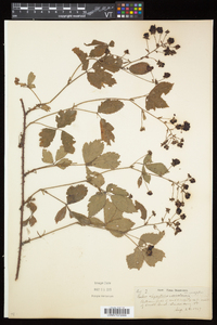 Rubus elegantulus image