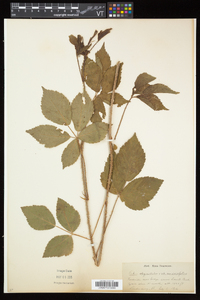 Rubus elegantulus image