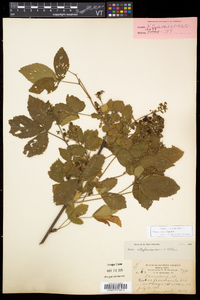 Rubus setosus image