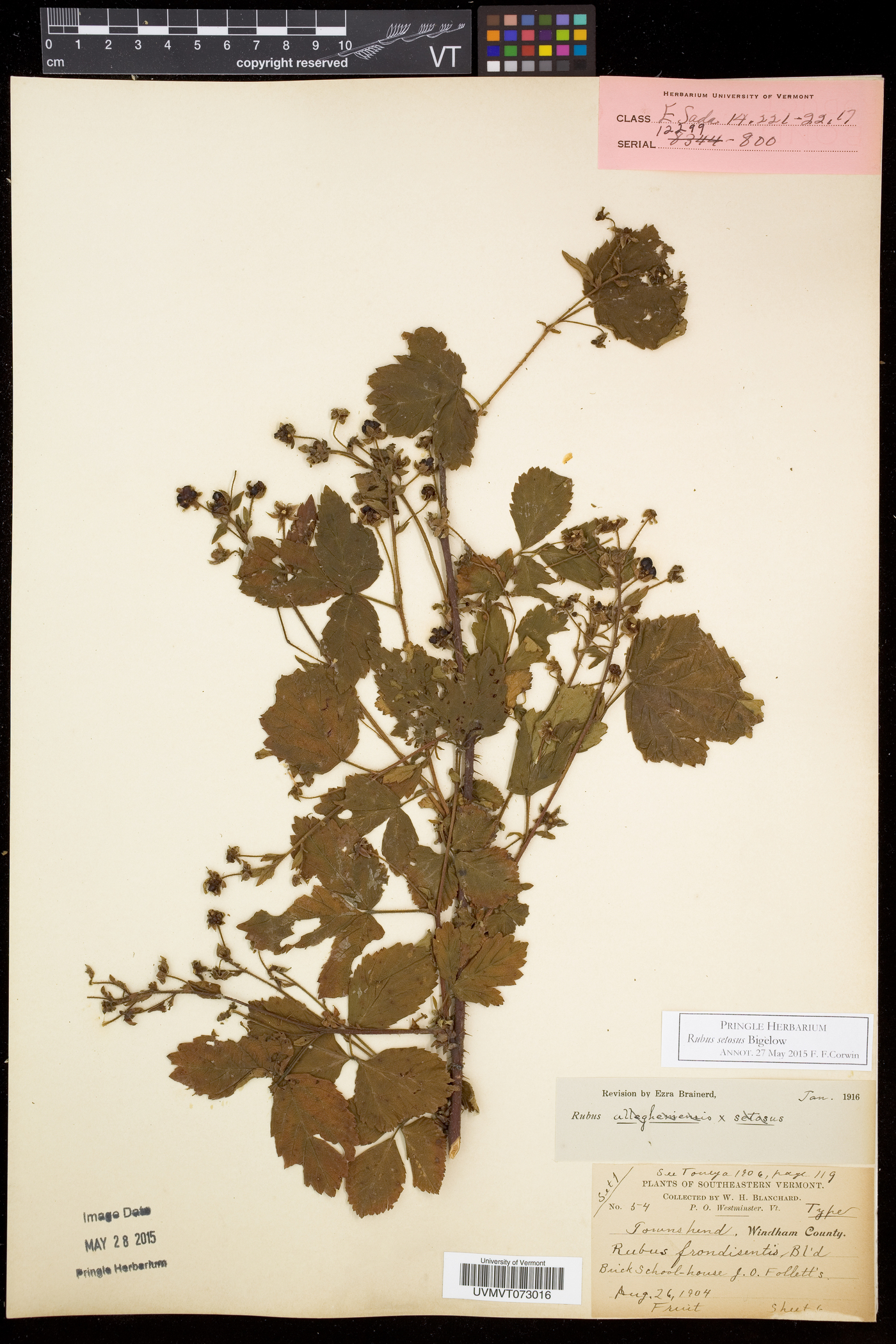 Rubus setosus image
