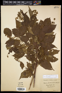 Rubus setosus image