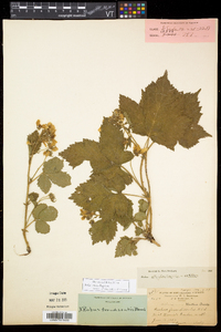 Rubus setosus image